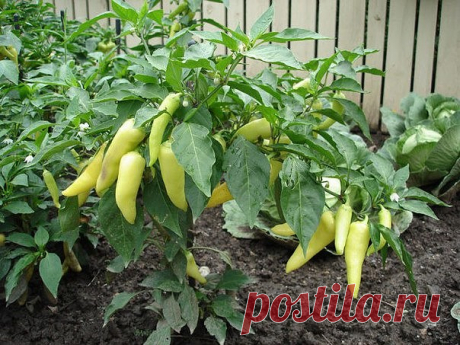 УДОБРЕНИЯ ДЛЯ ПЕРЦА: СРЕДСТВА, НОРМЫ И ОСОБЕННОСТИ ВНЕСЕНИЯ

Очень важно подкармливать рассаду перца во время ее роста, чтобы в дальнейшем из нее выросли здоровые растения. Уже после первой порции удобрения, вы сможете видеть плодотворное влияние его на саженцы перца. Но это не значит, что можно остановиться и больше не удобрять растения.

Больше всего для подкормки рассады подходят такие удобрения, как мочевина и суперфосфат. И категорически запрещено кормить саженцы хлор...