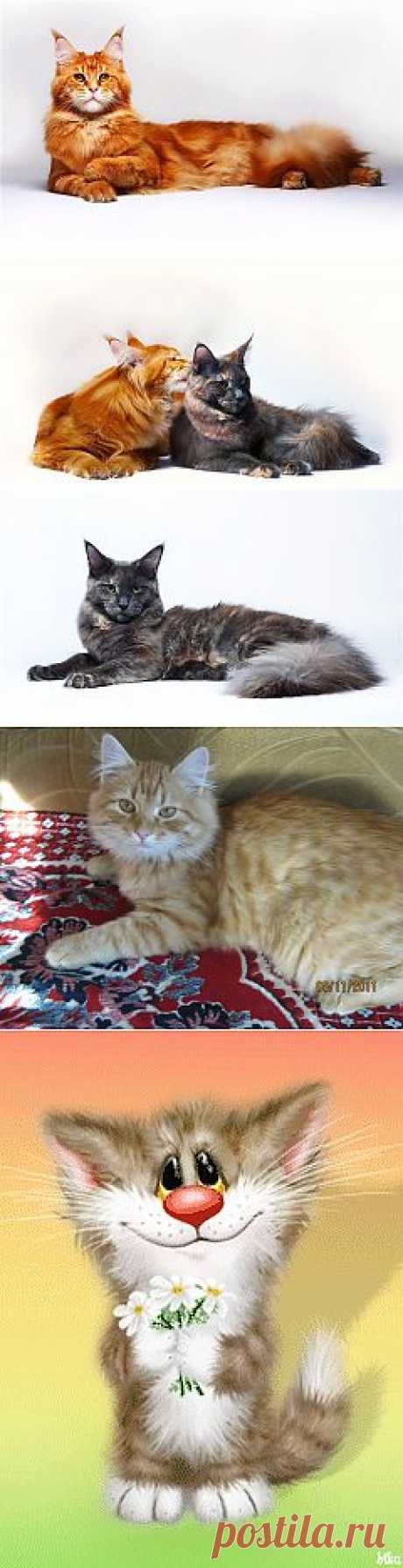 Кошка. Суеверия и народные приметы. .