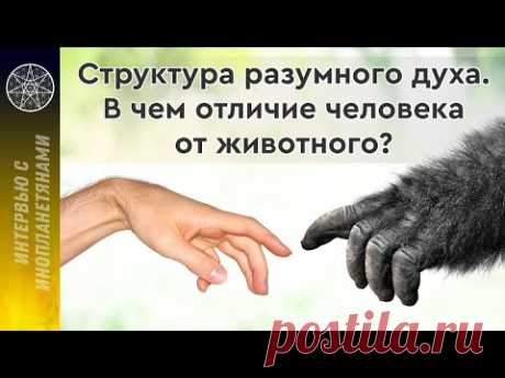 Структура разумного Духа. Человек разумный. В чем отличие человека от животного?