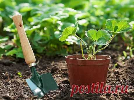 Рассадная считалочка для чайников🍃