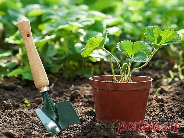 Рассадная считалочка для чайников🍃