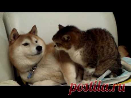 Коты vs Собаки: кто кого? Дерзкие котики захватывают лежанки ни о чём не подозревающих псов. Что станут делать законные владельцы спальных территорий?