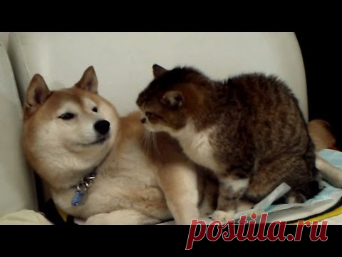 Коты vs Собаки: кто кого? Дерзкие котики захватывают лежанки ни о чём не подозревающих псов. Что станут делать законные владельцы спальных территорий?
