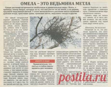 Омела - это ведьмина метла