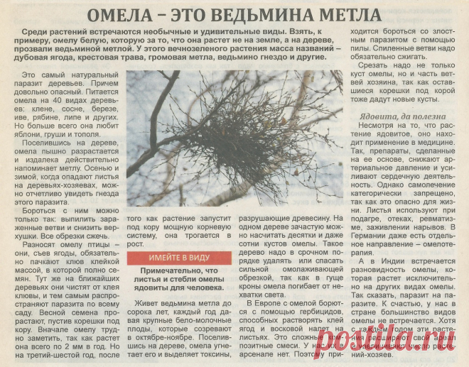 Омела - это ведьмина метла