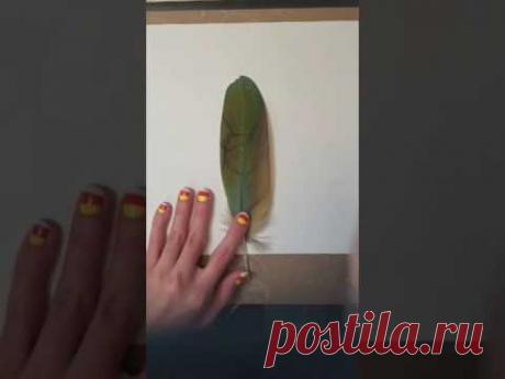 Реалистичные портреты животных на перьях (12 фото + видео)