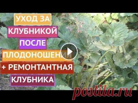КЛУБНИКА ПОСЛЕ ПЛОДОНОШЕНИЯ! НЕ ДОПУСКАЕМ ОШИБОК! Друзья, рада всех приветствовать на канале Садовый Гид! В этом ролике я готова раскрыть все свои секреты ухода за клубникой после плодоношения. Также ...