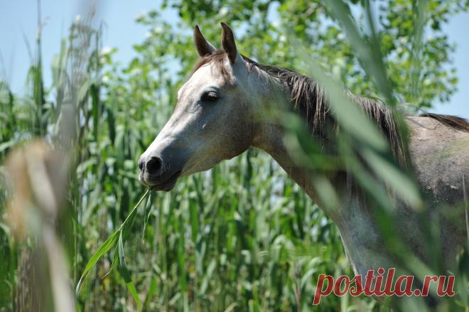 мечтательница