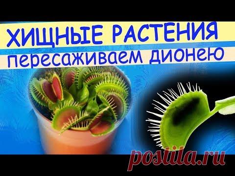 Как пересадить венерину мухоловку в домашних условиях. Грунт для дионеи.