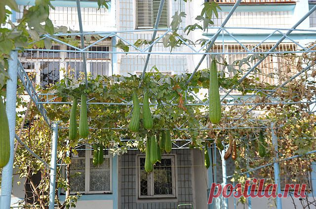 Фая МАРДАНОВА(ЗИАТДИНОВА)
46 лет, Россия, Набережные челны