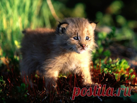 wallpaper_lynx_2012102506_4.jpg (Изображение JPEG, 1152 × 864 пикселов) - Масштабированное (53%)