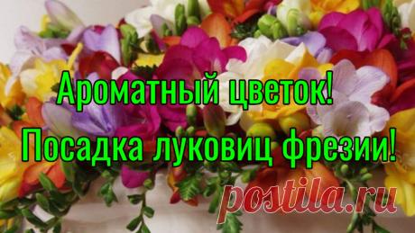 Ароматный  цветок! Посадка луковиц фрезии.
