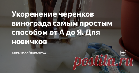 Укоренение черенков винограда самым простым способом от А до Я. Для новичков На днях отправляли из питомника заказы на черенки, и снова среди наших покупателей много новичков, которые будет укоренять виноград в первый раз. Решила поддержать их информационно, тем более, что обещала сделать это в ролике . Сразу скажу, что этот способ больше всего подойдет для жителей рядовой городской квартиры с лимитированным количеством метров под посадки. Если у вас свой загородный дом
