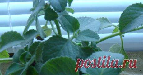 Plectrantus fruticans (мольное дерево): уход за комнатной мятой Как ухаживать в квартире за плектрантусом