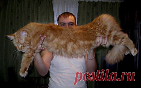 Чем кормить мейн куна?
