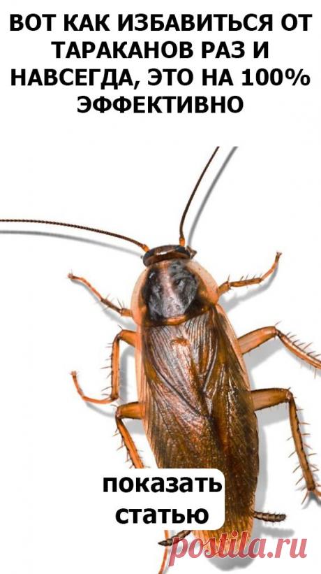 Вот как избавиться от тараканов раз и навсегда, это на 100% эффективно 
Безопасен для людей, кошек, собак и крупных домашних животных. Воздействует только на грызунов и насекомых.
Благодаря периодичности ультразвука и электромагнитных волн, он не вызывает привыкание у вредителей.
 мебель
	
Большой охват
Действие средства охватывает площадь в 80 квадратных метров. Можно использовать для больших территорий.
складная