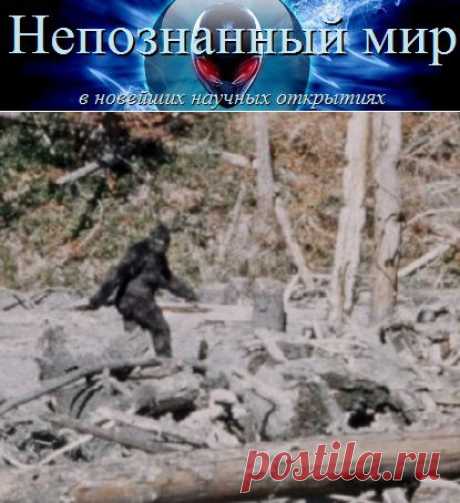 Йети, снежный человек, или мужчина в костюме обезьяны? | Непознанный мир
Многие считают фальшивкой доказательства, что в лесах живет йети - снежный человек, бигфут, но представлен анализ пропорций йети - снежного человека на видео.