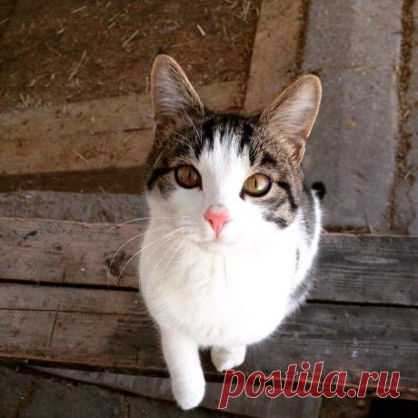 Без кота и жизнь не та