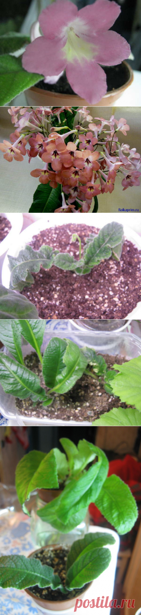 Делимся личным опытом выращивания стрептокарпусов - Форум цветоводов Фрау Флора