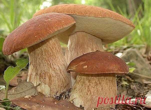 Сеем грибы на даче...