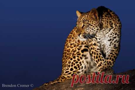 Все обо всем: Животный мир в фотографиях Brendon Cremer