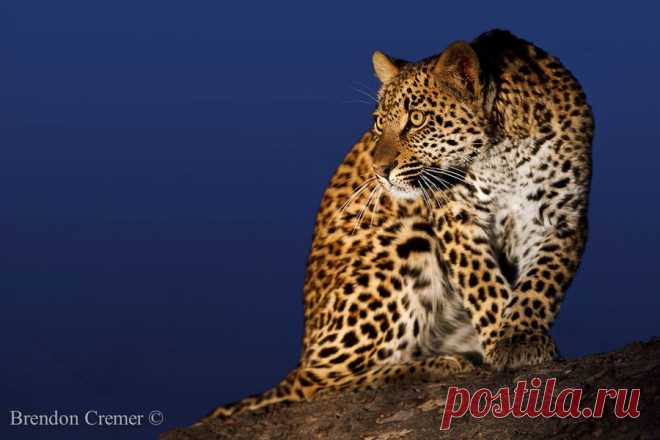 Все обо всем: Животный мир в фотографиях Brendon Cremer