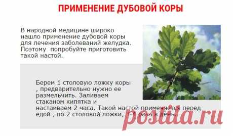 Дубовая кора- домашние полезные советы