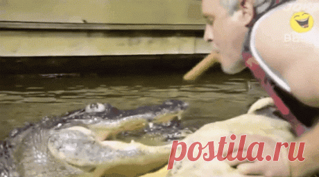 Покорми своих питомцев!!! Но необязательно так... :-):-):-) #crocodile   #gif…