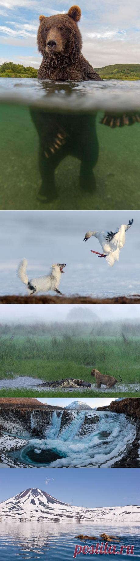 Медвежий фотограф