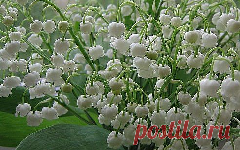 (58) Одноклассники