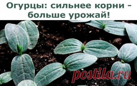 Огурцы: сильнее корни - больше урожай!

Существует эффективный метод выращивания раннего урожая огурцов - в среднем по 20-25 шт. с каждого куста. Урожай при использовании этого метода в несколько раз выше обычного.

Для этого сухие семена огурцов высевают в ящики, на дно насыпают песка - для фильтрации, сверху добавляют почвосмесь (50% огородной земли и 50% перегноя).

Наполнять ящички следует до половины их высоты на 3-4 см. Семена высаживают на глубину 1-2 см через 3-4 с...