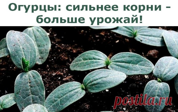 Огурцы: сильнее корни - больше урожай!

Существует эффективный метод выращивания раннего урожая огурцов - в среднем по 20-25 шт. с каждого куста. Урожай при использовании этого метода в несколько раз выше обычного.

Для этого сухие семена огурцов высевают в ящики, на дно насыпают песка - для фильтрации, сверху добавляют почвосмесь (50% огородной земли и 50% перегноя).

Наполнять ящички следует до половины их высоты на 3-4 см. Семена высаживают на глубину 1-2 см через 3-4 с...