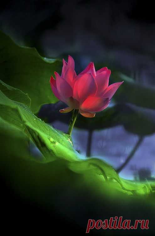 (35) Pinterest