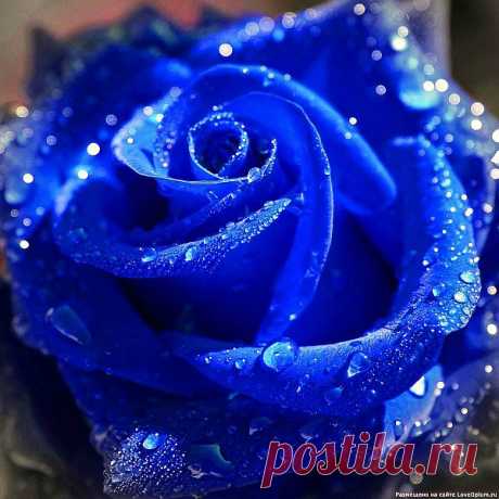 РОЗА-BLUE OCEAN