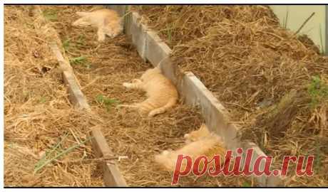 Смотрите что вытворяют эти котята не вырезан ни один кадр!