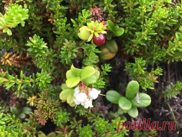 Ягодка брусничка! 🌲 ♥