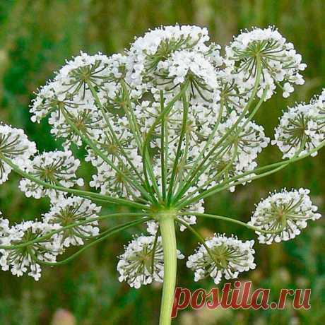 Лекарственное растение Анис (Pimpinella anisum). Однолетнее мелко-опушенное растение высотой от 30 до 50 см, Корень веретеновидный. Стебель круглый, желобчатый, вверху ветвистый. Нижние листья длинночерешковые, цельные, округло-сердцевидные, зубчатые; стеблевые листья однажды- или триждыперисторассеченные, ближе к верхушке доли листьев становятся все более мелкими.