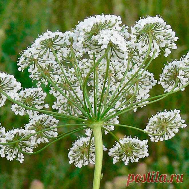 Лекарственное растение Анис (Pimpinella anisum). Однолетнее мелко-опушенное растение высотой от 30 до 50 см, Корень веретеновидный. Стебель круглый, желобчатый, вверху ветвистый. Нижние листья длинночерешковые, цельные, округло-сердцевидные, зубчатые; стеблевые листья однажды- или триждыперисторассеченные, ближе к верхушке доли листьев становятся все более мелкими.