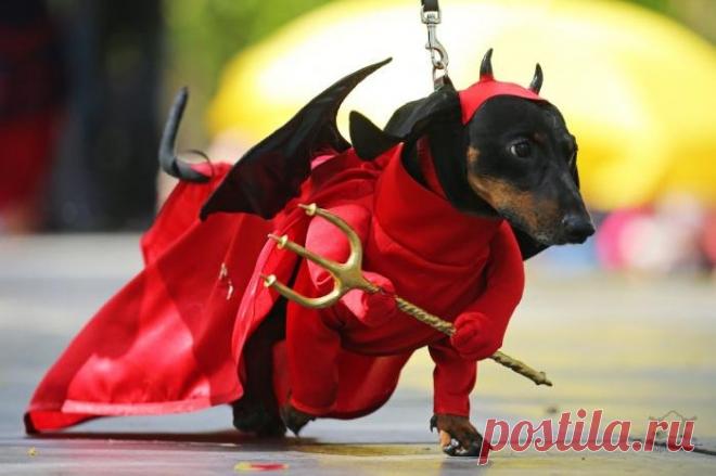 Фотографии животных | Чёрт побери