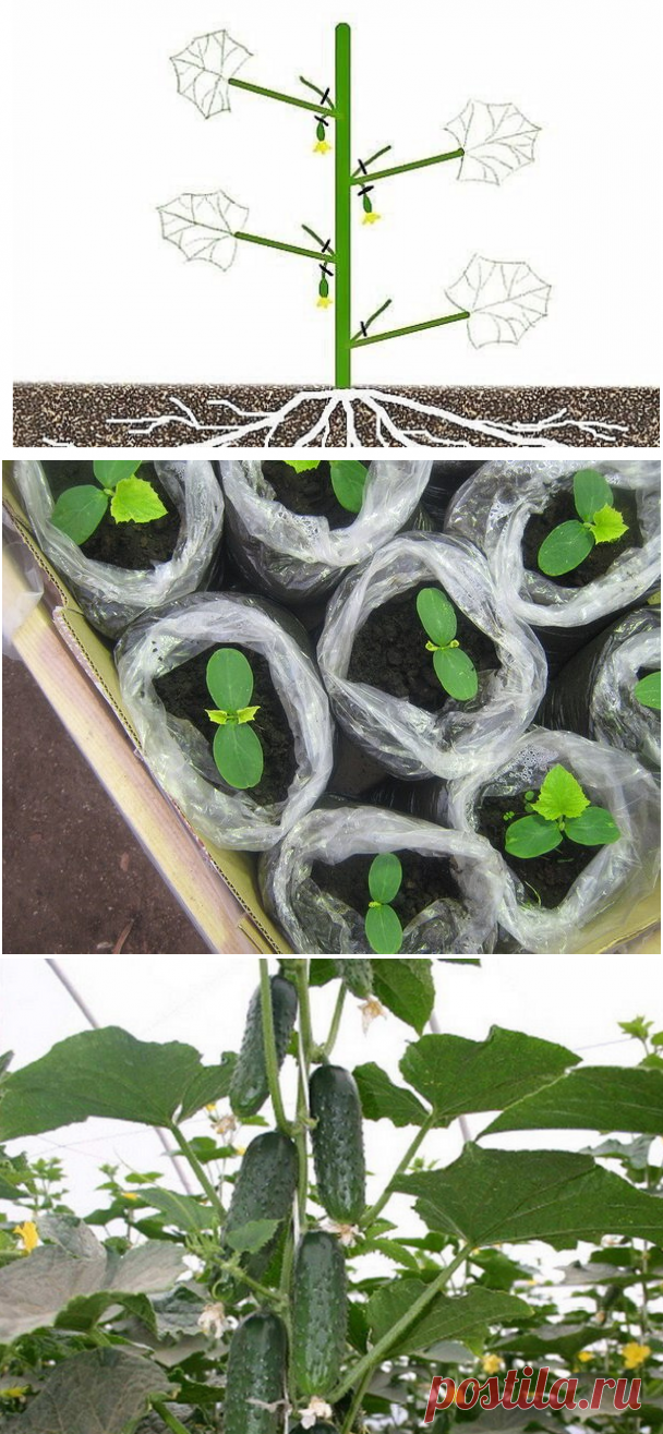 Формировка огурцов - без этого не обойтись. Пожалеешь нижние, останешься без верхнего урожая!