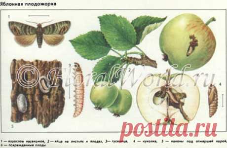 Вредители растений — список на FloralWorld.ru