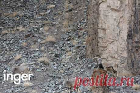 На этой фотографии спрятался снежный барс. Попробуйте его обнаружить! Разгадка и история этого снимка – в нашем материале: bit.ly/ngsnowleopard Пишите, смогли ли вы заметить пятнистого охотника? Только, чур, не подсказывать остальным! 🐾