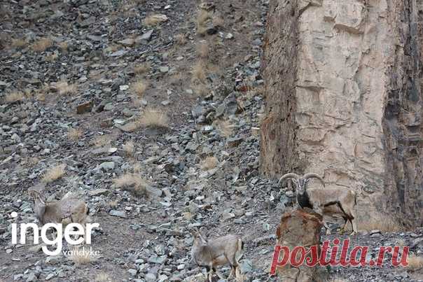 На этой фотографии спрятался снежный барс. Попробуйте его обнаружить! Разгадка и история этого снимка – в нашем материале: bit.ly/ngsnowleopard Пишите, смогли ли вы заметить пятнистого охотника? Только, чур, не подсказывать остальным! 🐾