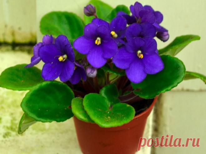 Комнатные растения приносящие удачу