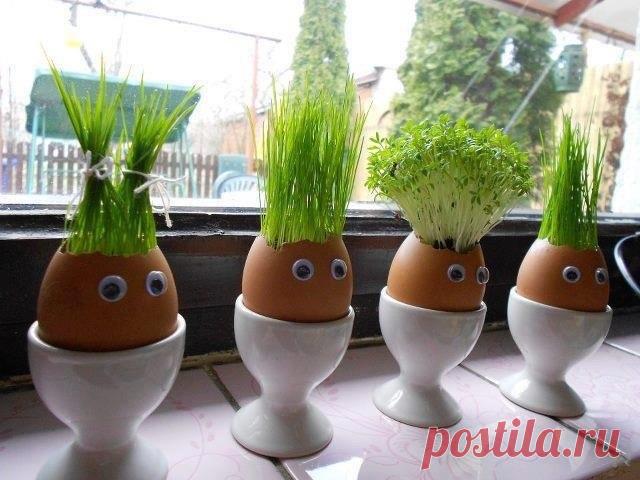 В чем сажать рассаду — 6 соток