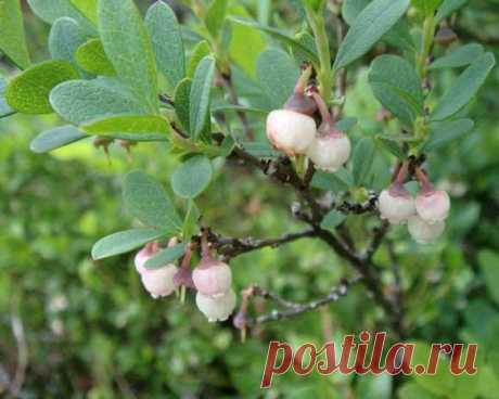 Голубика на садовом участке — 6 соток