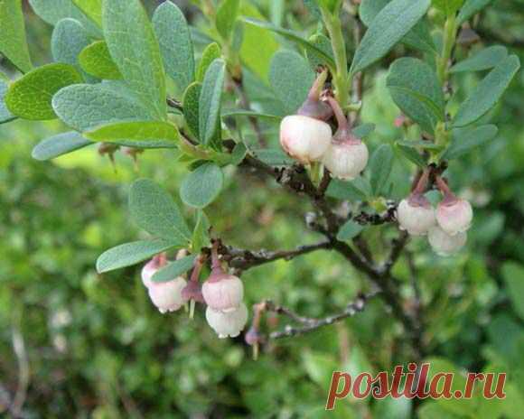 Голубика на садовом участке — 6 соток