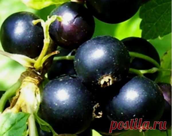 Смородина черная: важные мелочи