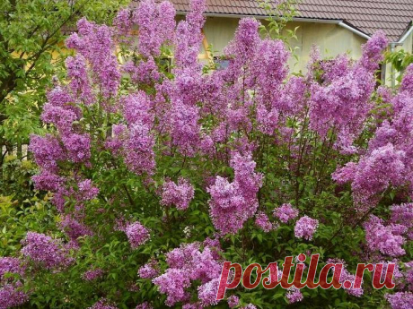 Популярные виды сирени – названия, фото, лучшие сорта