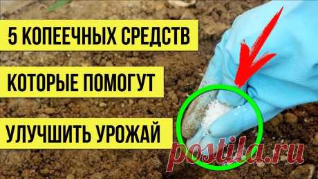 Кто бы мог подумать, что эти копеечные средства из продуктового магазина помогут улучшить урожай Супер удобрения для сада и огорода